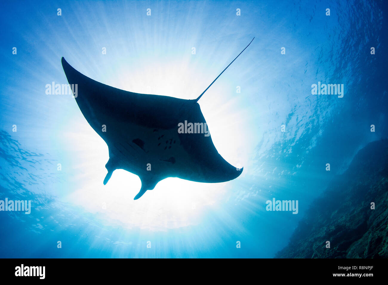 Manta Silhouette Stockfoto