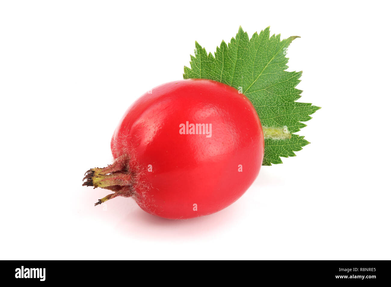 Hawthorn Berry mit Blatt auf weißem Hintergrund schließen isoliert - oben Stockfoto