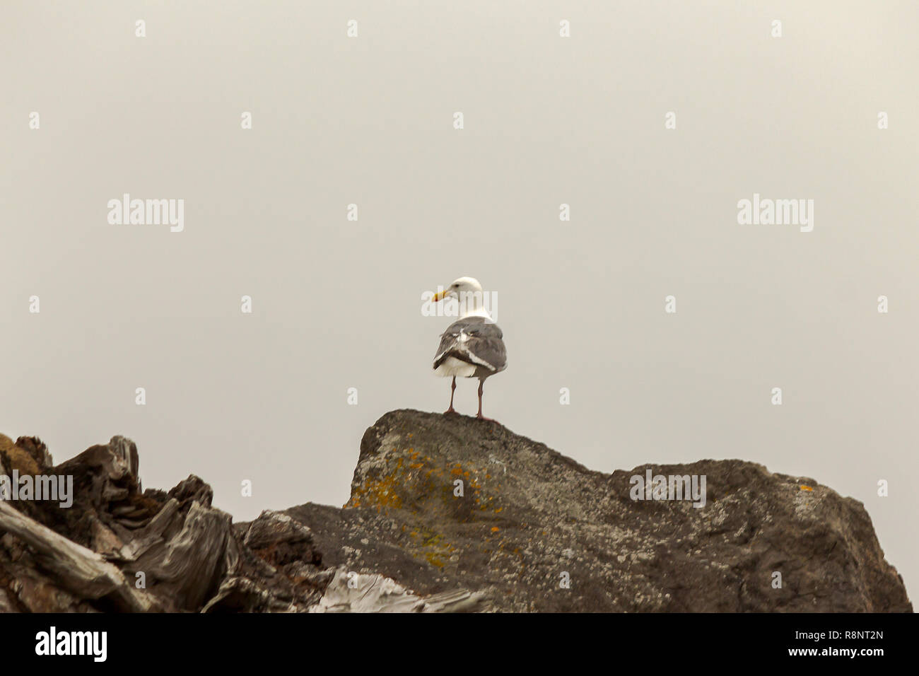 Möwe auf Fels auf der linken Seite Stockfoto