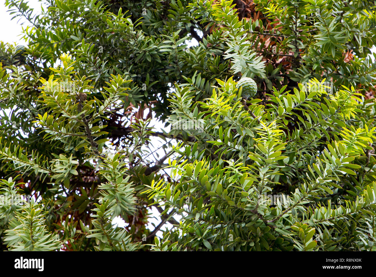 Eine junge Kauri Baum in Victoria Square, Christchurch, Neuseeland wächst Stockfoto