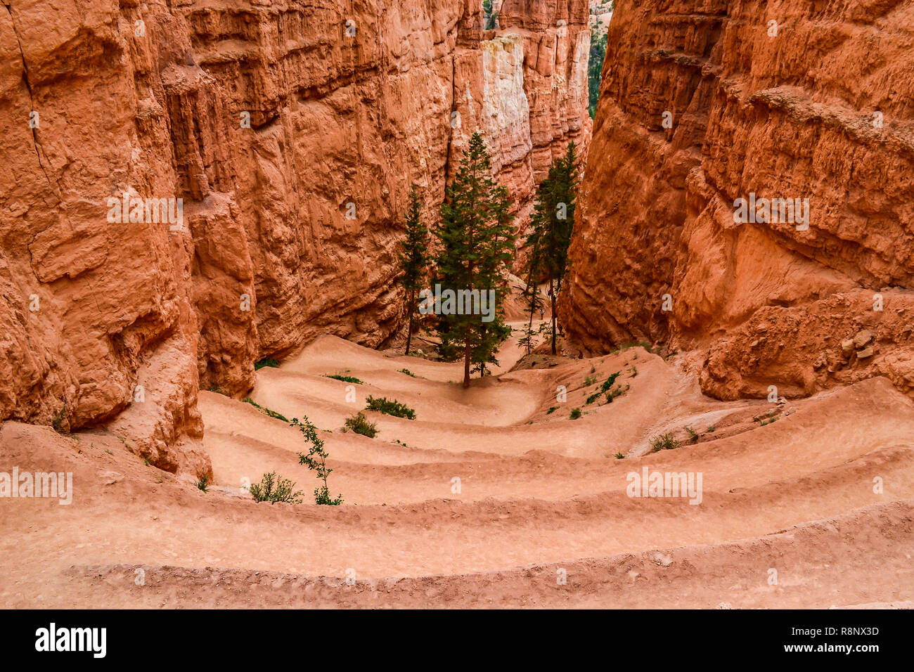 Wanderweg im Bryce Canyon Stockfoto