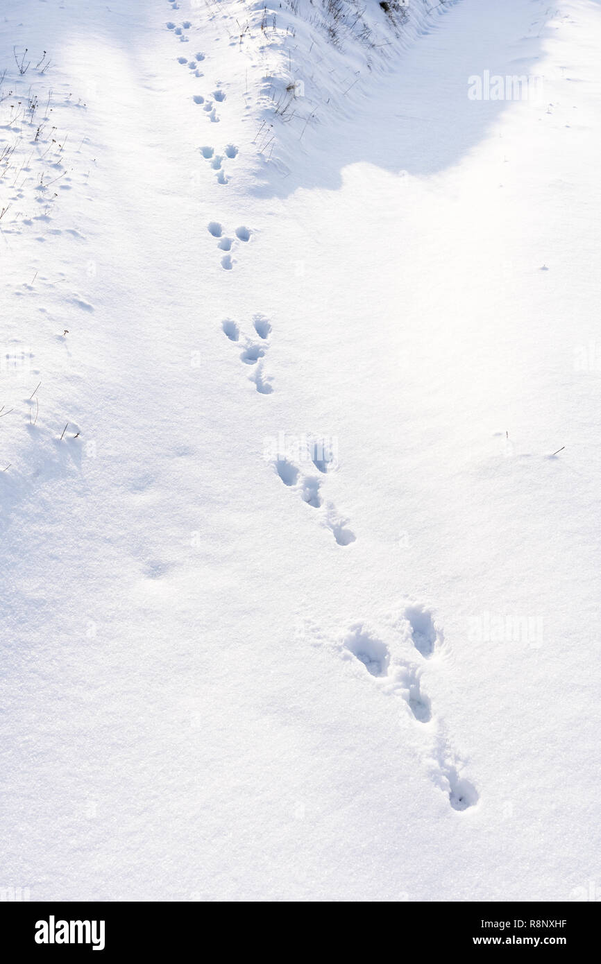 Kaninchen Pfotenabdrücke im frisch gefallenen Schnee in Niederösterreich Stockfoto