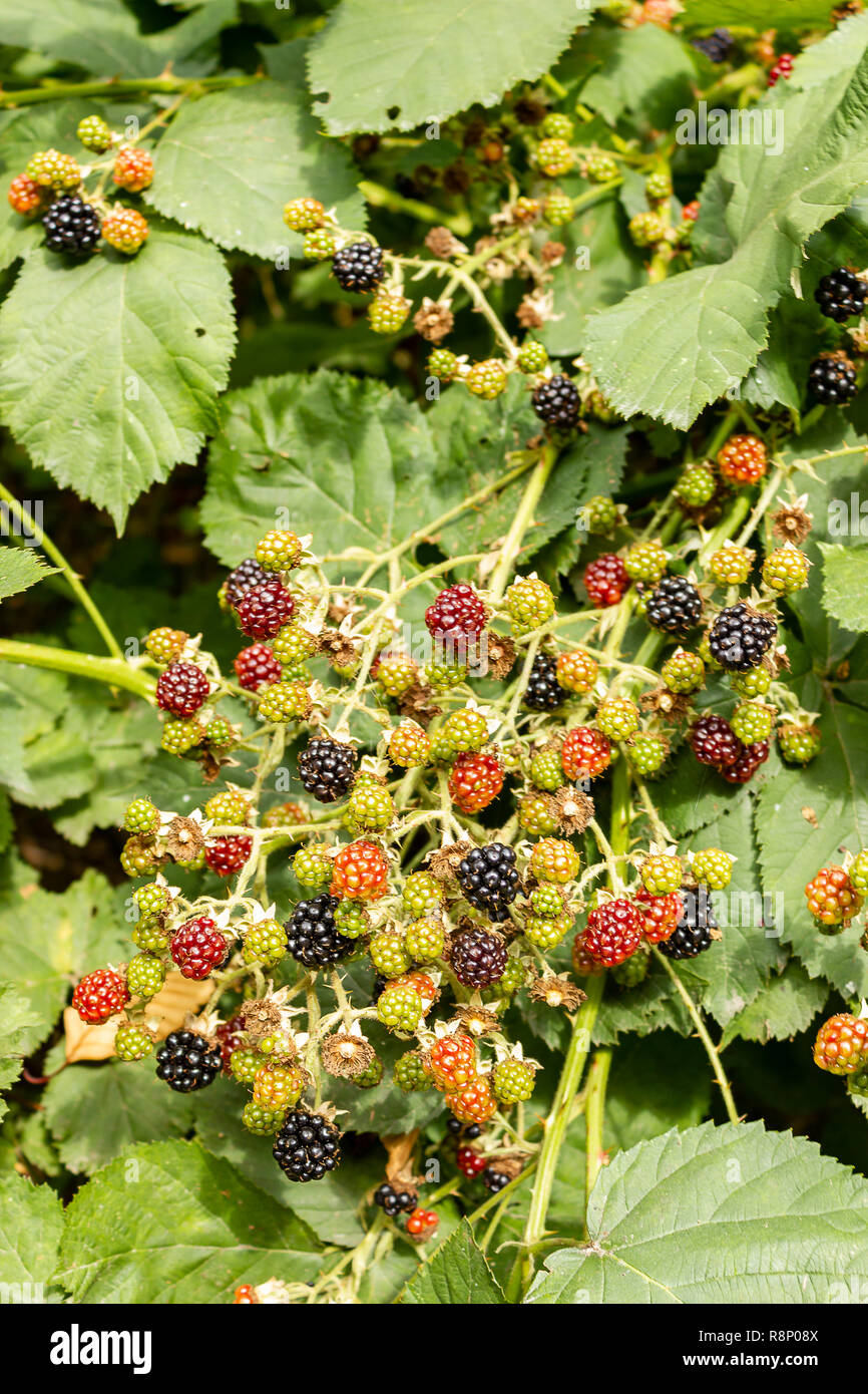 Blackberrys Rot und Schwarz im August Hitze Stockfoto