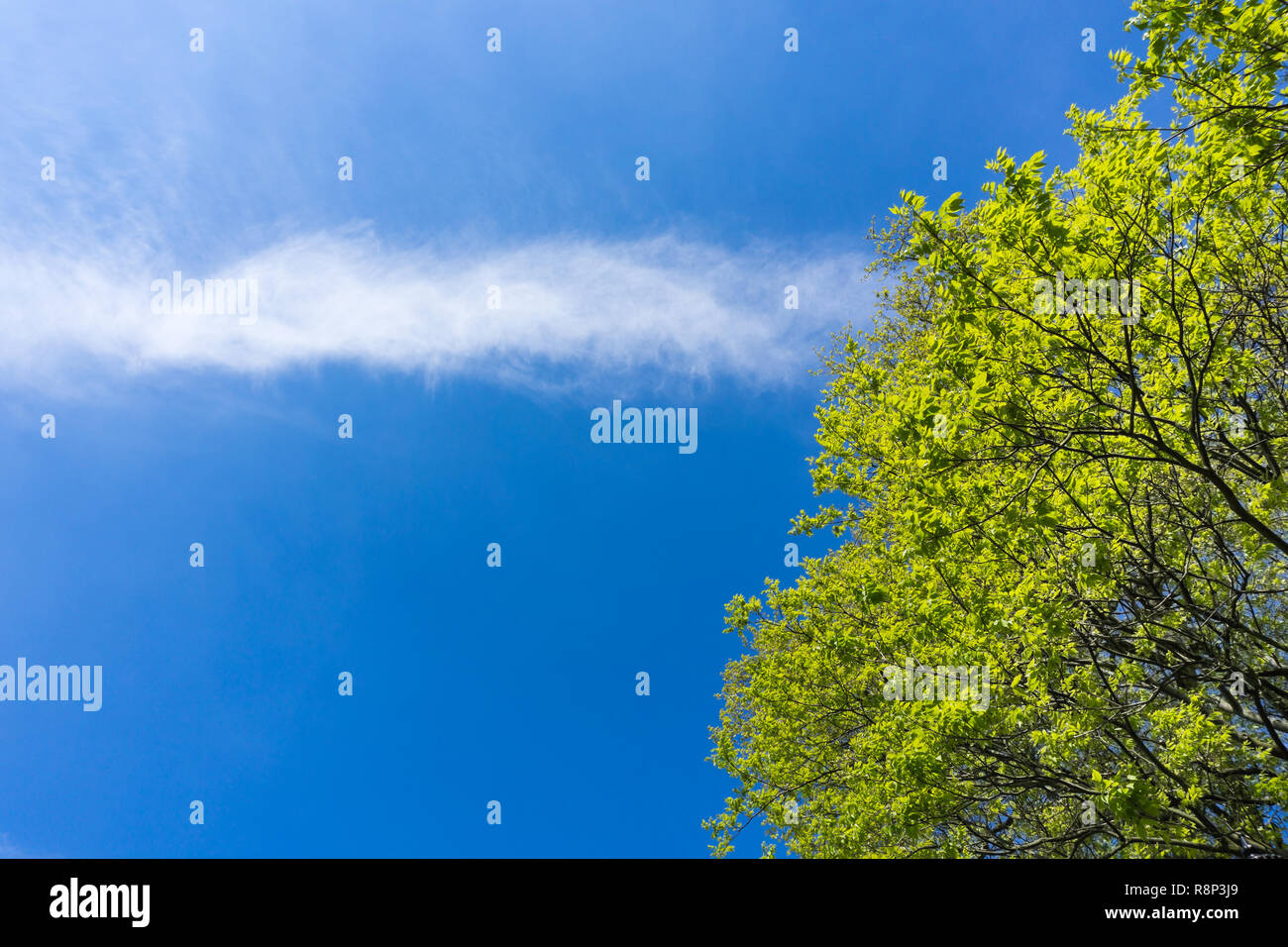 Blühende Green Tree Tops in fron an einem sonnigen Morgen. Stockfoto