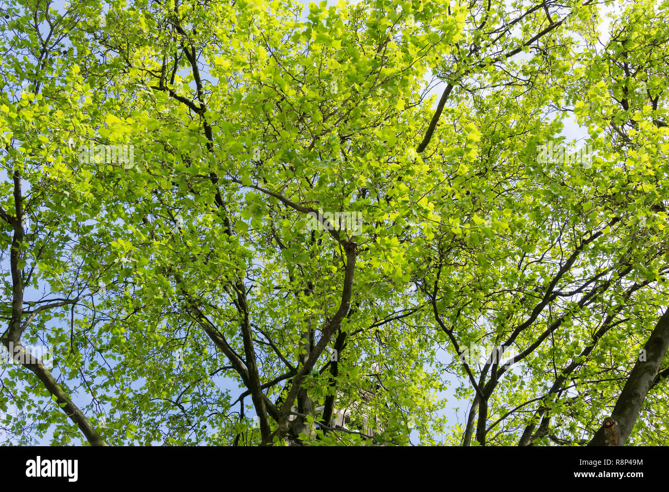 Blühende Green Tree Tops in fron an einem sonnigen Morgen. Stockfoto