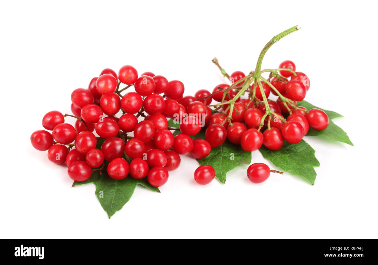 Viburnum Beeren mit Blättern auf weißem Hintergrund Stockfoto