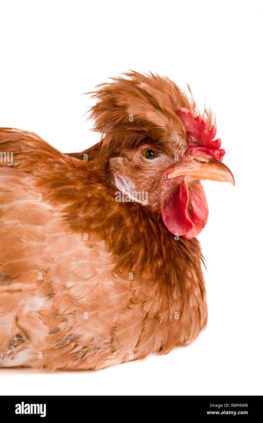 Porträt eines braunen Huhn auf weißem Hintergrund Stockfoto