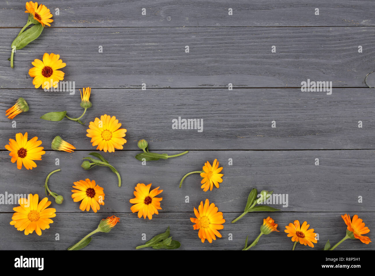 Calendula. Ringelblume Blumen auf schwarz weiß Hintergrund mit Kopie Platz für Ihren Text. Ansicht von oben Stockfoto