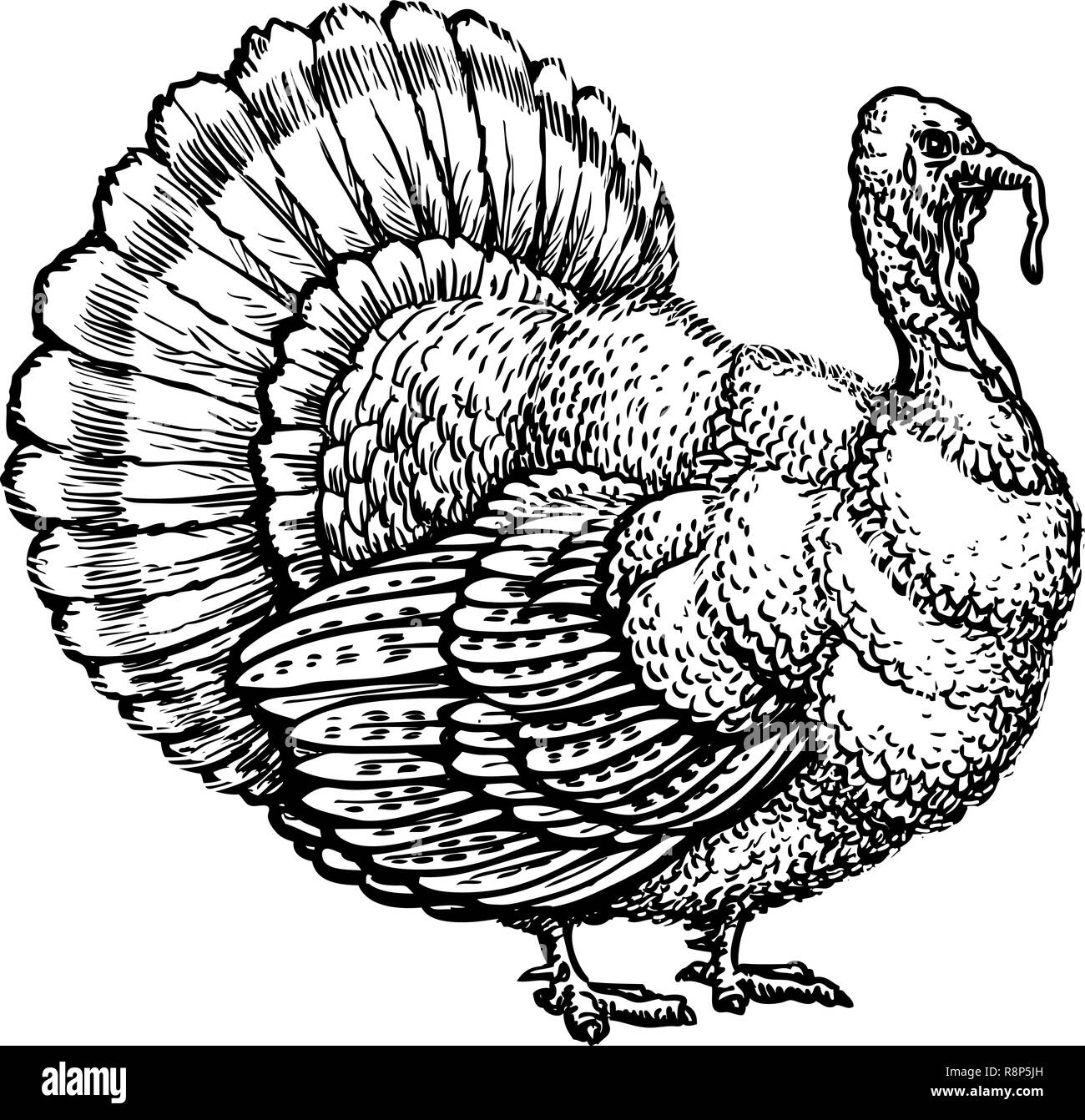 Türkei, turkeycock Hand gezeichnete Skizze. Vintage Vector Illustration Stock Vektor