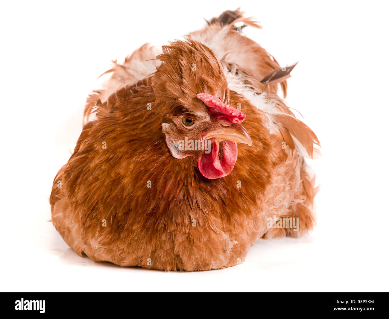 Porträt eines braunen Huhn auf weißem Hintergrund Stockfoto