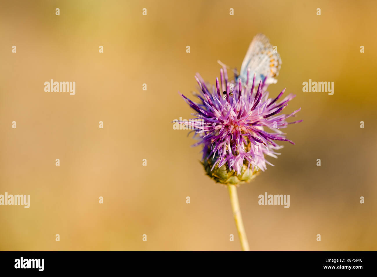 Schmetterling auf Thistle Blume in voller Blüte in das Feld Stockfoto