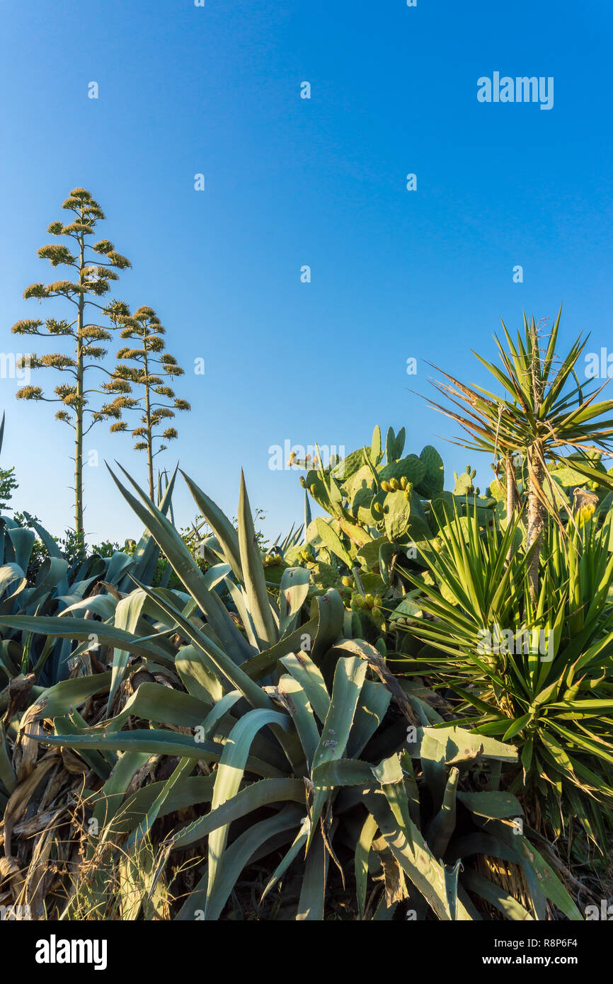 Ansicht eines Araucaria heterophylla und die Vielfalt der Pflanzen auf der Insel Kreta Stockfoto