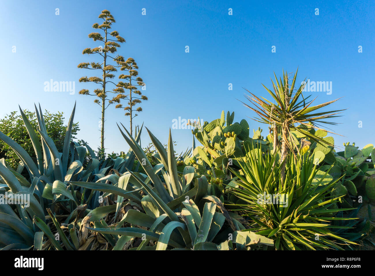 Ansicht eines Araucaria heterophylla und die Vielfalt der Pflanzen auf der Insel Kreta Stockfoto