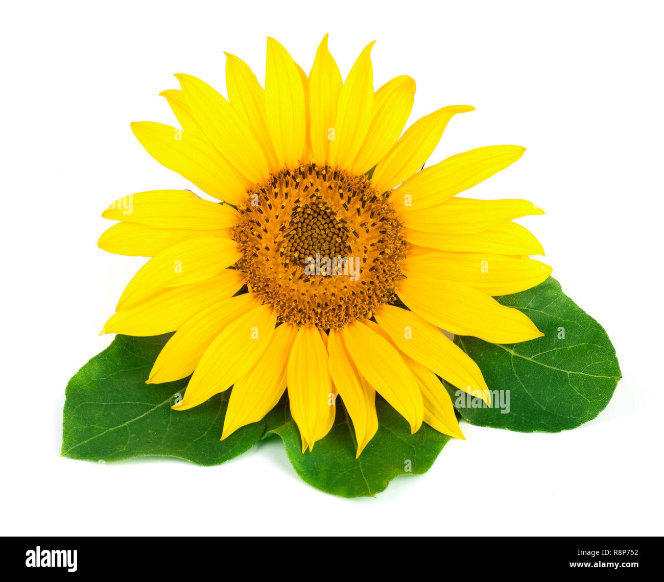 Sonnenblume mit Blättern auf weißem Hintergrund schließen isoliert - oben Stockfoto