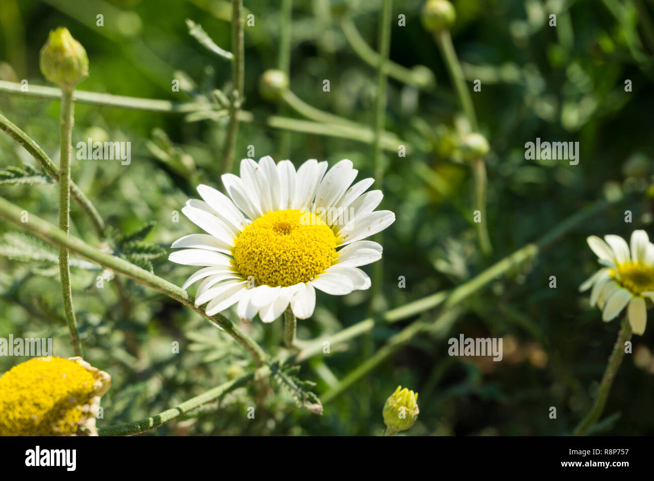 Nahaufnahme eines weißen Cota dolmetsch Blume. Stockfoto