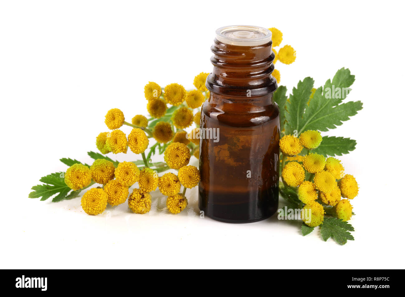 Wesentliche tansy Öl mit Blumen und Blätter auf weißem Hintergrund Stockfoto