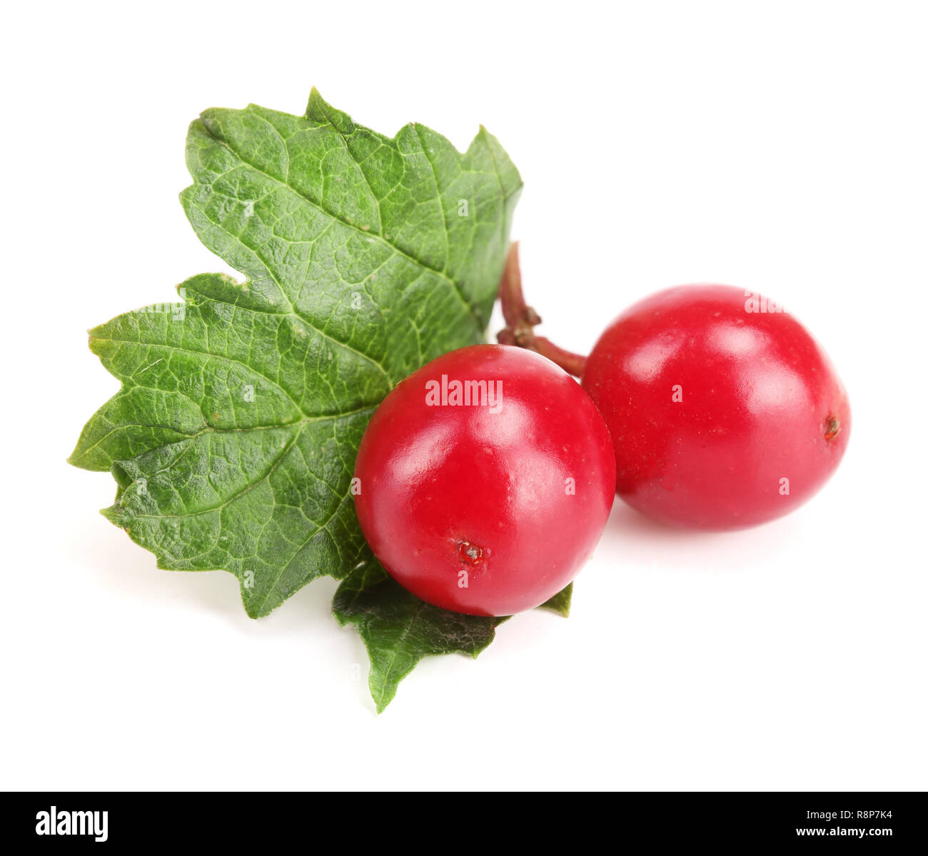 Viburnum Beeren mit Blatt auf weißem Hintergrund Stockfoto