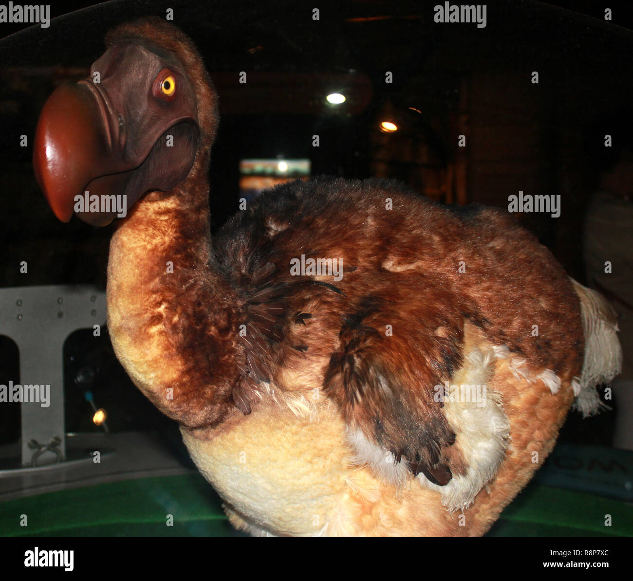 Dodo ausgestorbene Vogelart Stockfoto