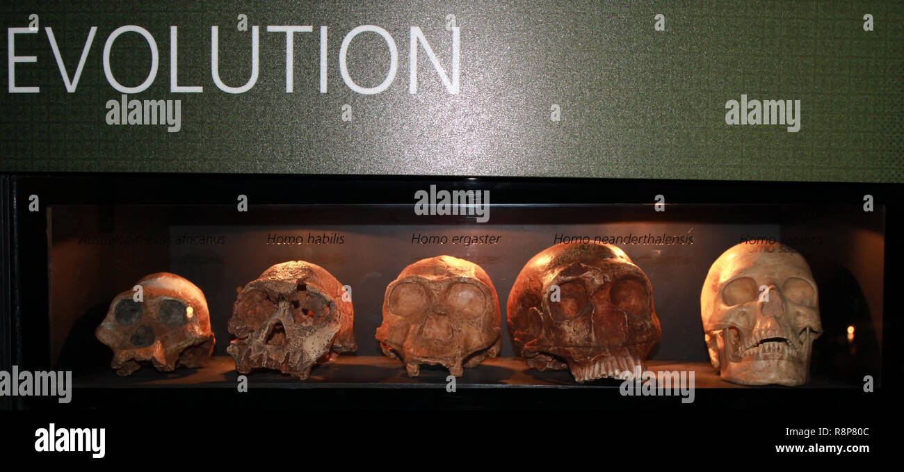 Die menschliche Evolution fossilen Stockfoto