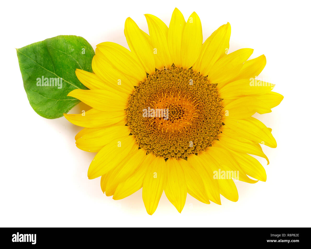 Sonnenblume mit Blättern auf weißem Hintergrund schließen isoliert. Ansicht von oben Stockfoto