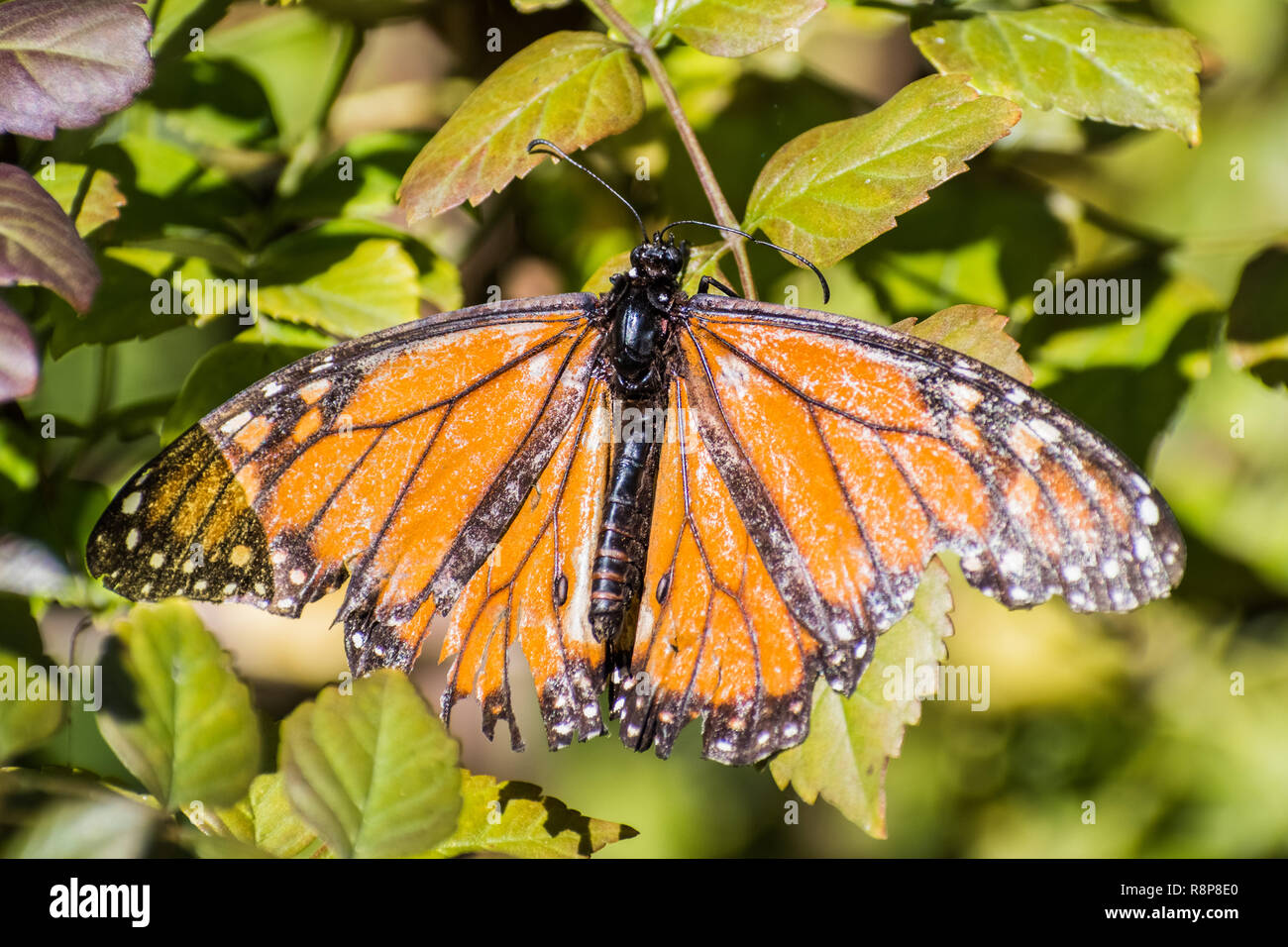 Monarch Butterfly mit stark beschädigten Flügel in Kap geißblatt Pflanze, Fremont ruht, San Francisco Bay, Kalifornien Stockfoto