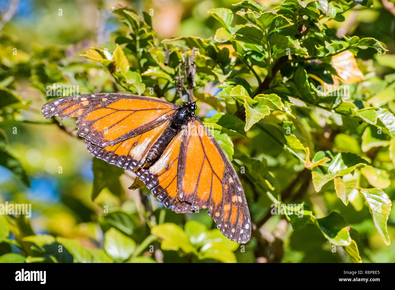 Monarch Butterfly mit stark beschädigten Flügel in Kap geißblatt Pflanze, Fremont ruht, San Francisco Bay, Kalifornien Stockfoto