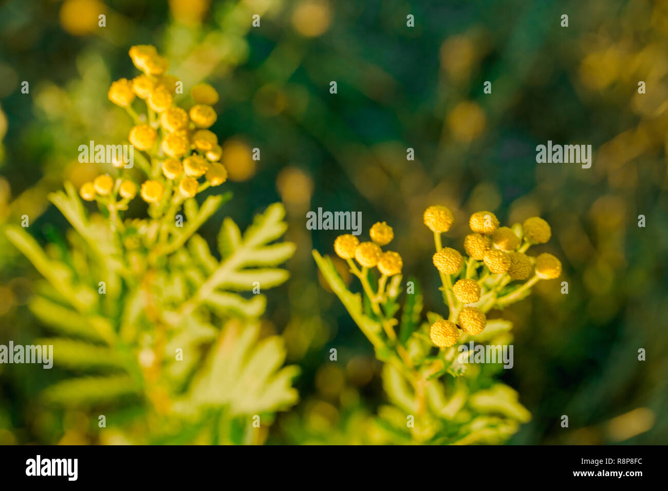 Gelbe Blumen der gemeinsamen Tansy, Tanacetum vulgare Stockfoto