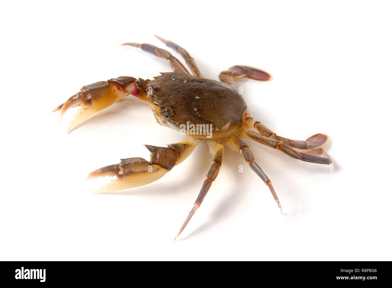 Genießbare lebendig Krabbe auf weißem Hintergrund Stockfoto