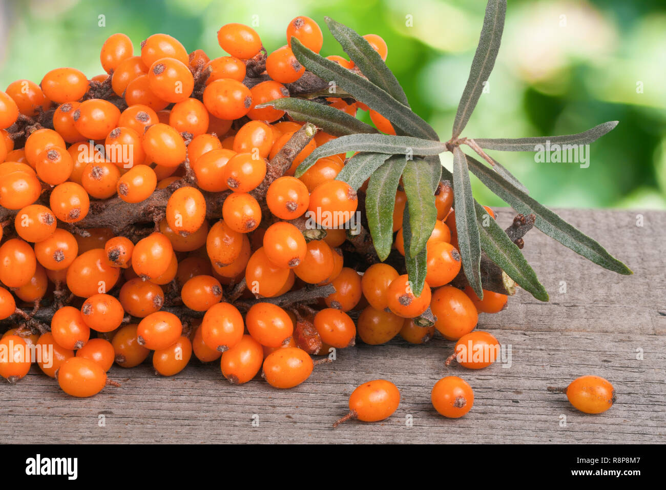 Sanddorn Zweig auf einen Holztisch mit unscharfen Garten Hintergrund Stockfoto