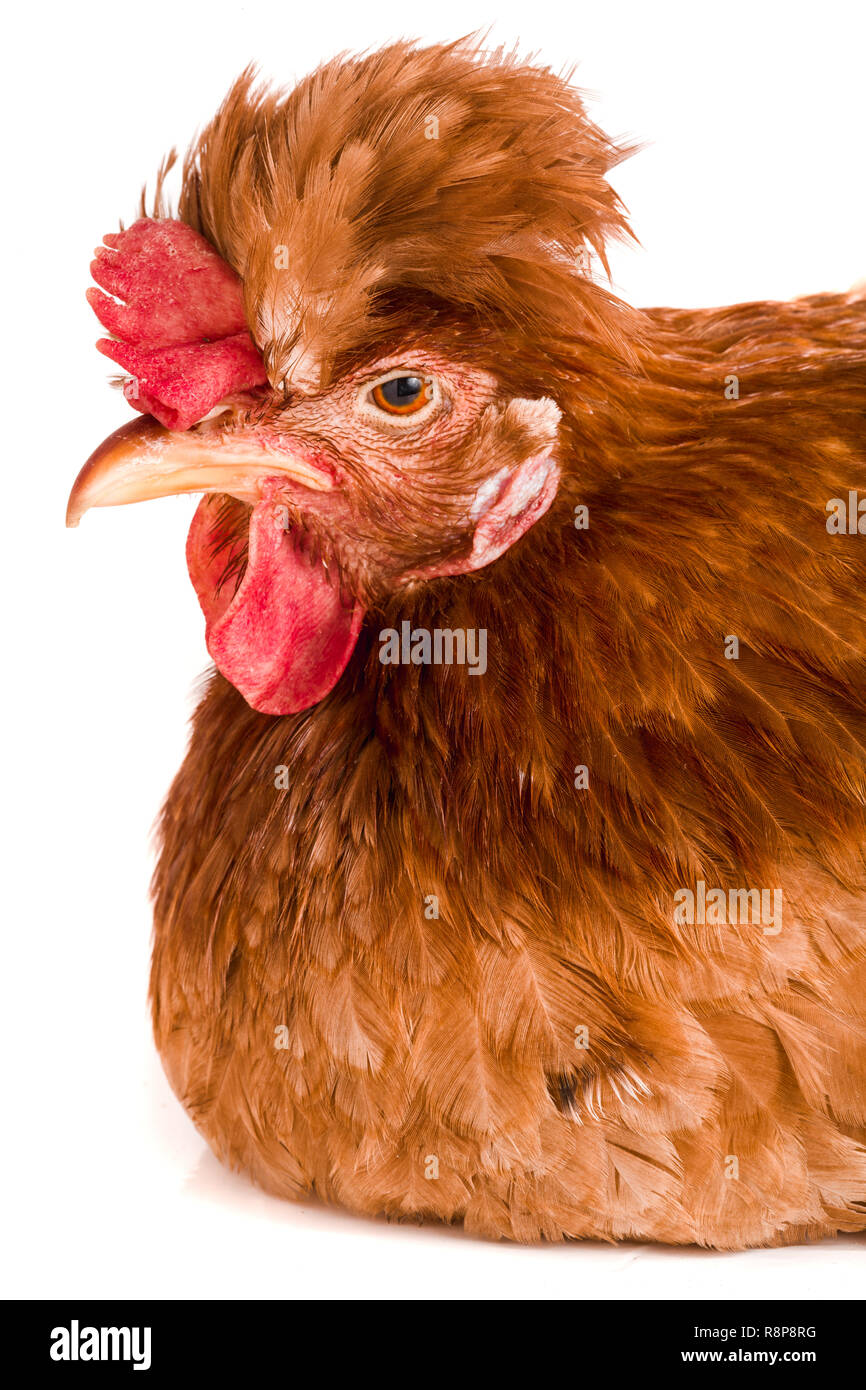 Porträt eines braunen Huhn auf weißem Hintergrund Stockfoto