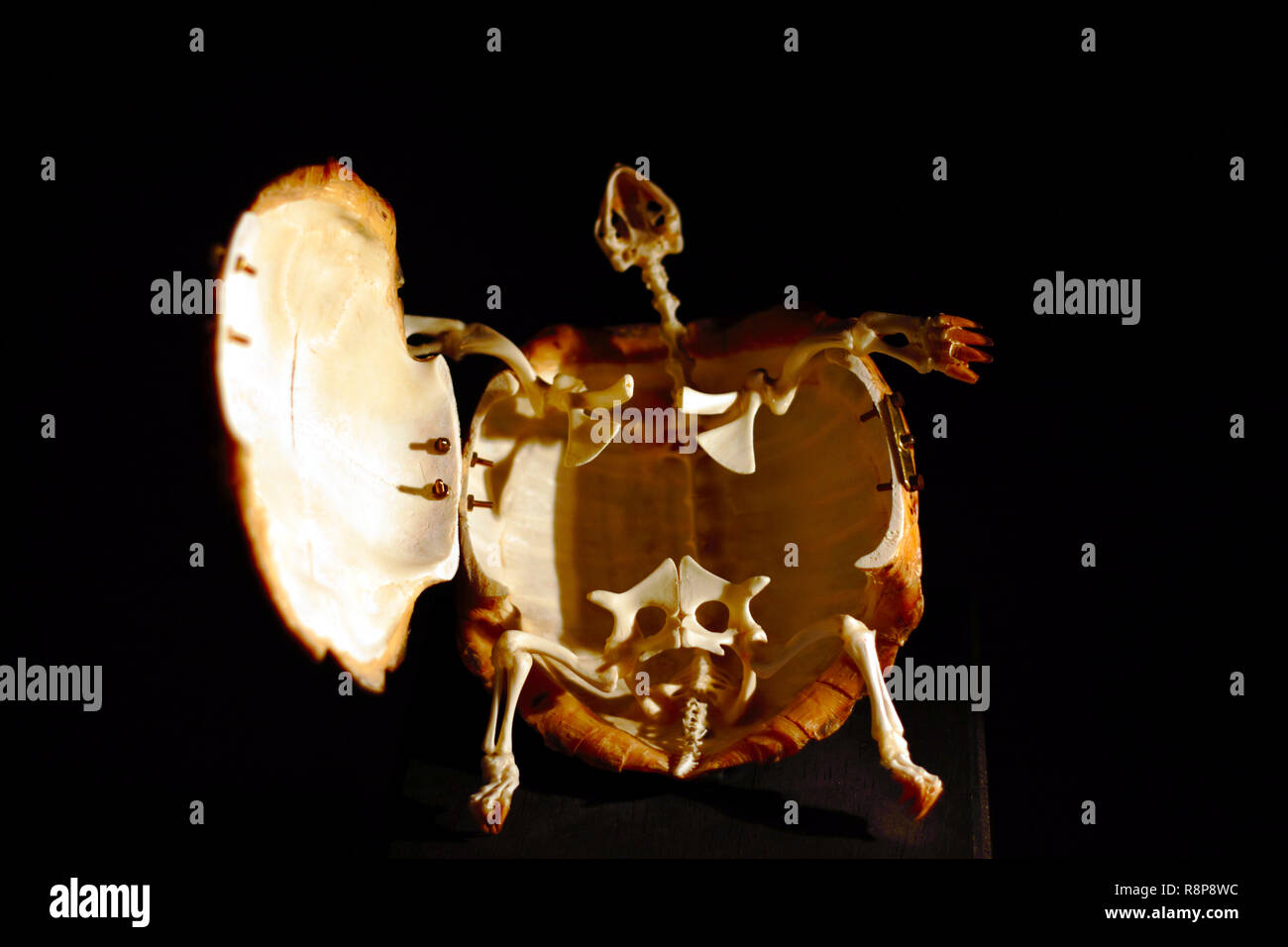 Hermann's Schildkröte. Shell und sichtbare Skelett geöffnet. Stockfoto