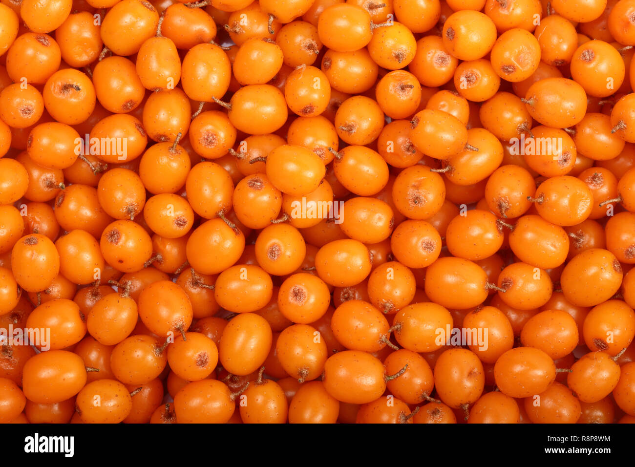 Sanddorn. Hintergrund der Reifen frischen Beeren. Ansicht von oben Stockfoto