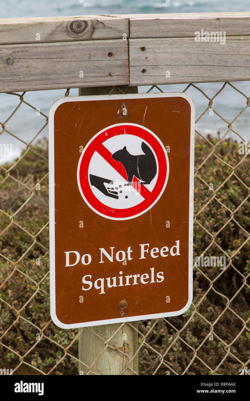 Zeichen auf einem Parkplatz an der San Simeon Kalifornien Warnung Besucher die Eichhörnchen nicht eingezogen Stockfoto