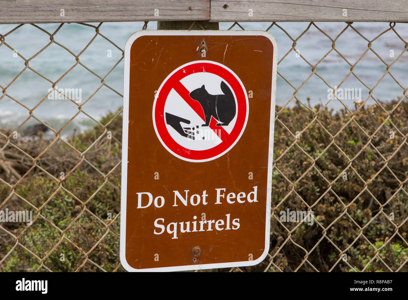 Zeichen auf einem Parkplatz an der San Simeon Kalifornien Warnung Besucher die Eichhörnchen nicht eingezogen Stockfoto