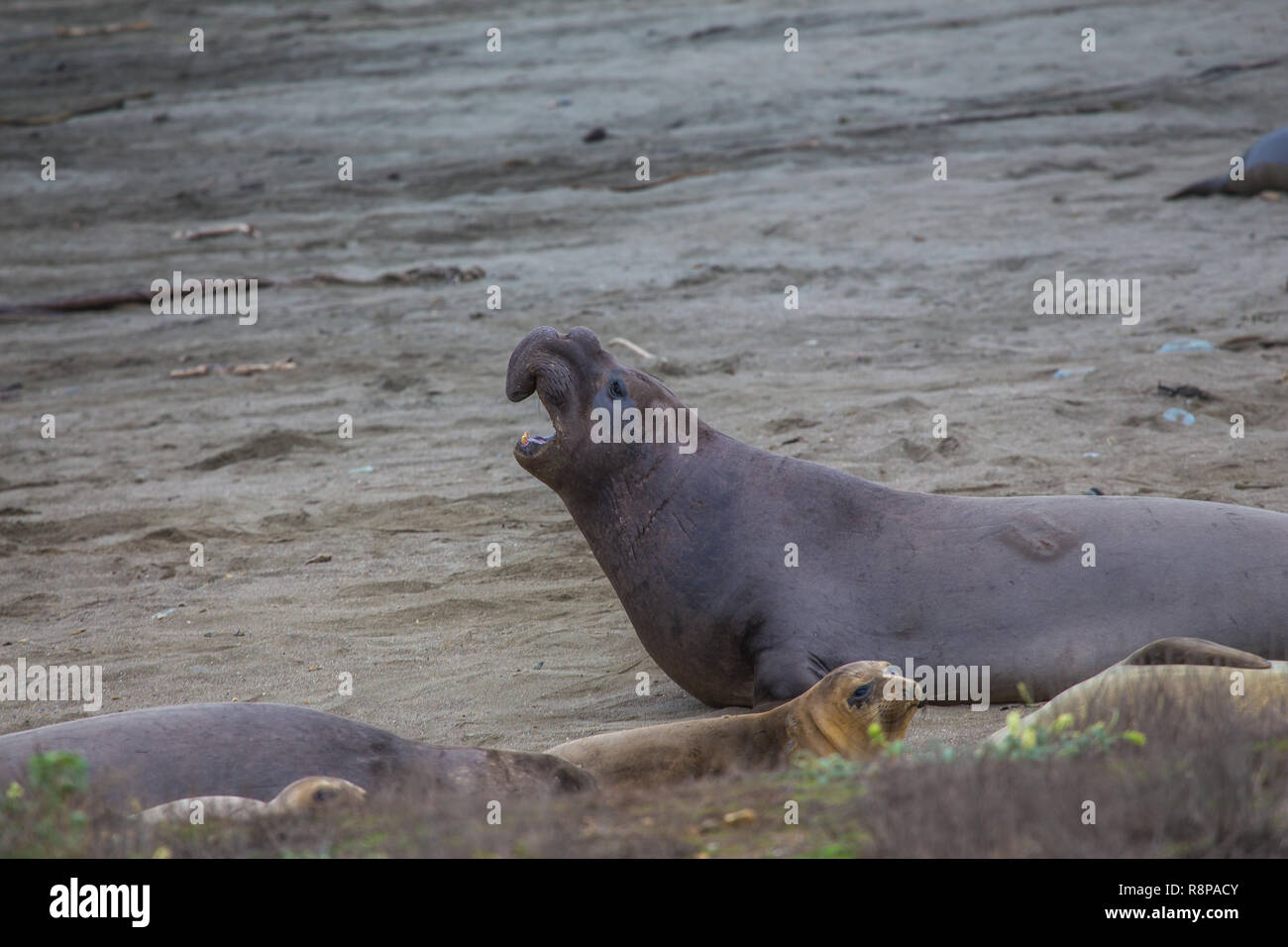 Nördlichen Seeelefanten (Mirounga leonina Angustirostris) am Strand von San Simeon, Kalifornien, USA Stockfoto