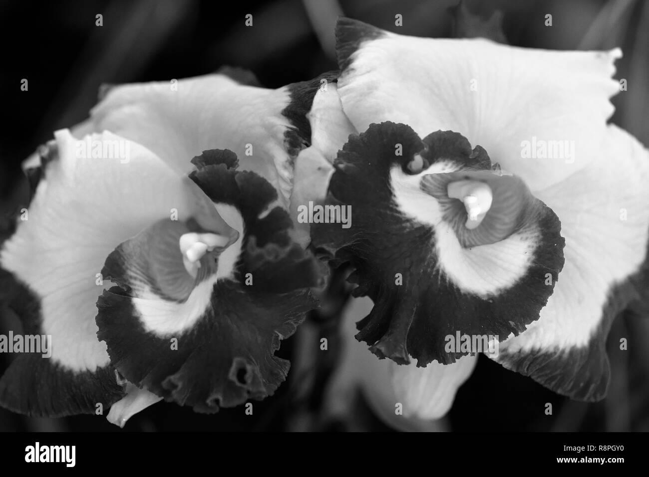 Cattleya Labiata Blumen blühen im Frühling, die Schönheit der Natur zieren Stockfoto