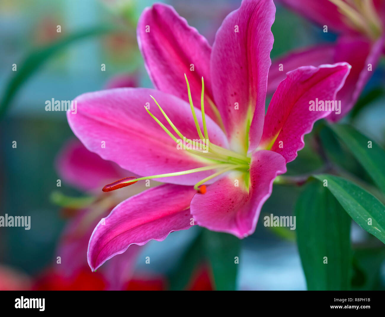 Bunte Bluten Von Lilien Im Garten Diese Sind Blumen Genutzt Um