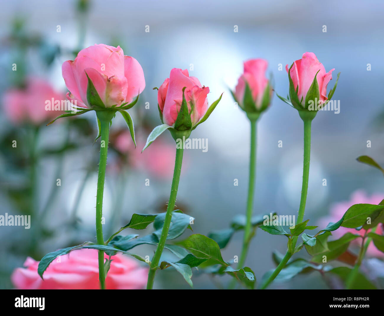 Rosen blühen im Garten, das ist die Blume Symbol der Liebe einfach nur wunderschön aber viele Dornen Stockfoto
