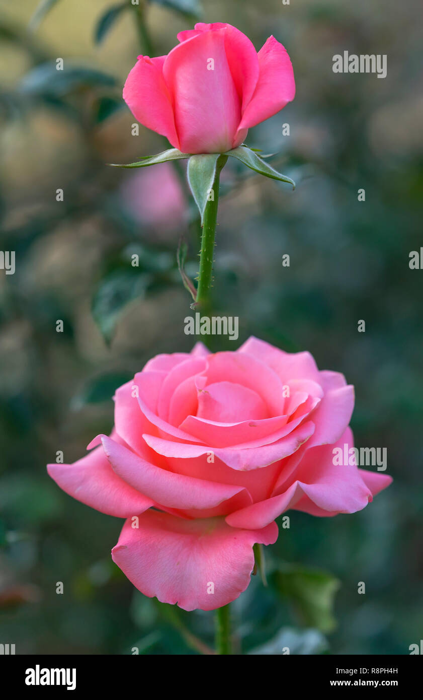 Rosen blühen im Garten, das ist die Blume Symbol der Liebe einfach nur wunderschön aber viele Dornen Stockfoto