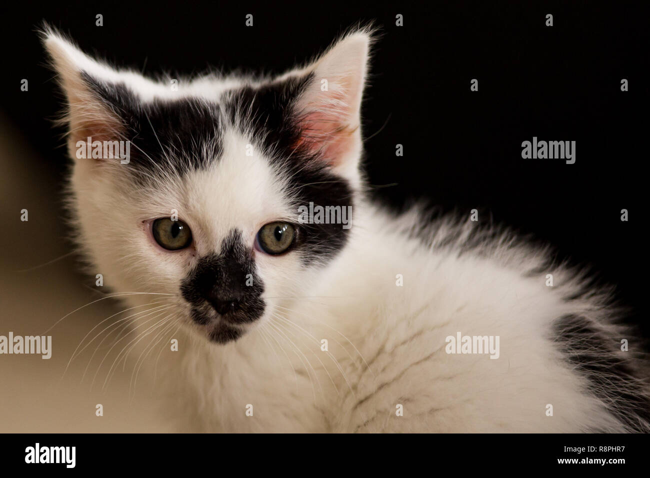 Adorable Weiße und Schwarze Katze Stockfoto
