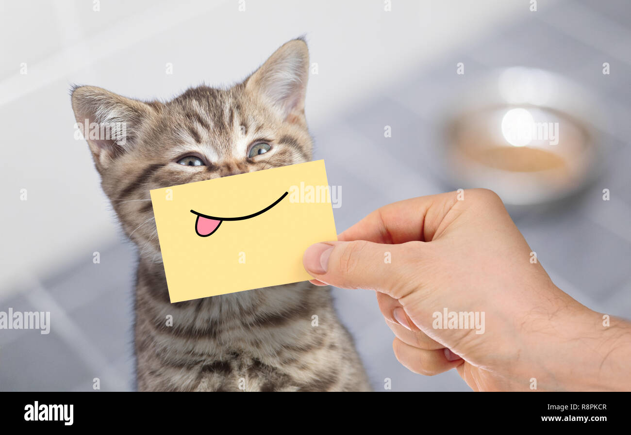 Lustige Katze mit Lächeln auf den Lippen und Zunge auf Karton in der Nähe von Essen sitzen Stockfoto