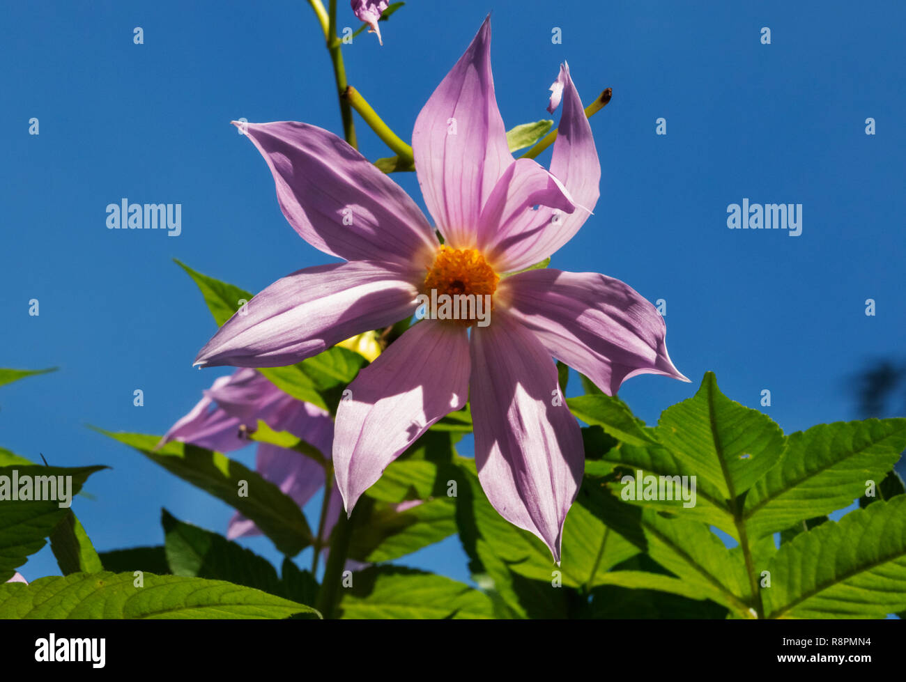 Blüte Lavendel Blume von Bell tree Dahlie - Dahlia imperialis -, grüne Blätter und blauer Himmel Stockfoto