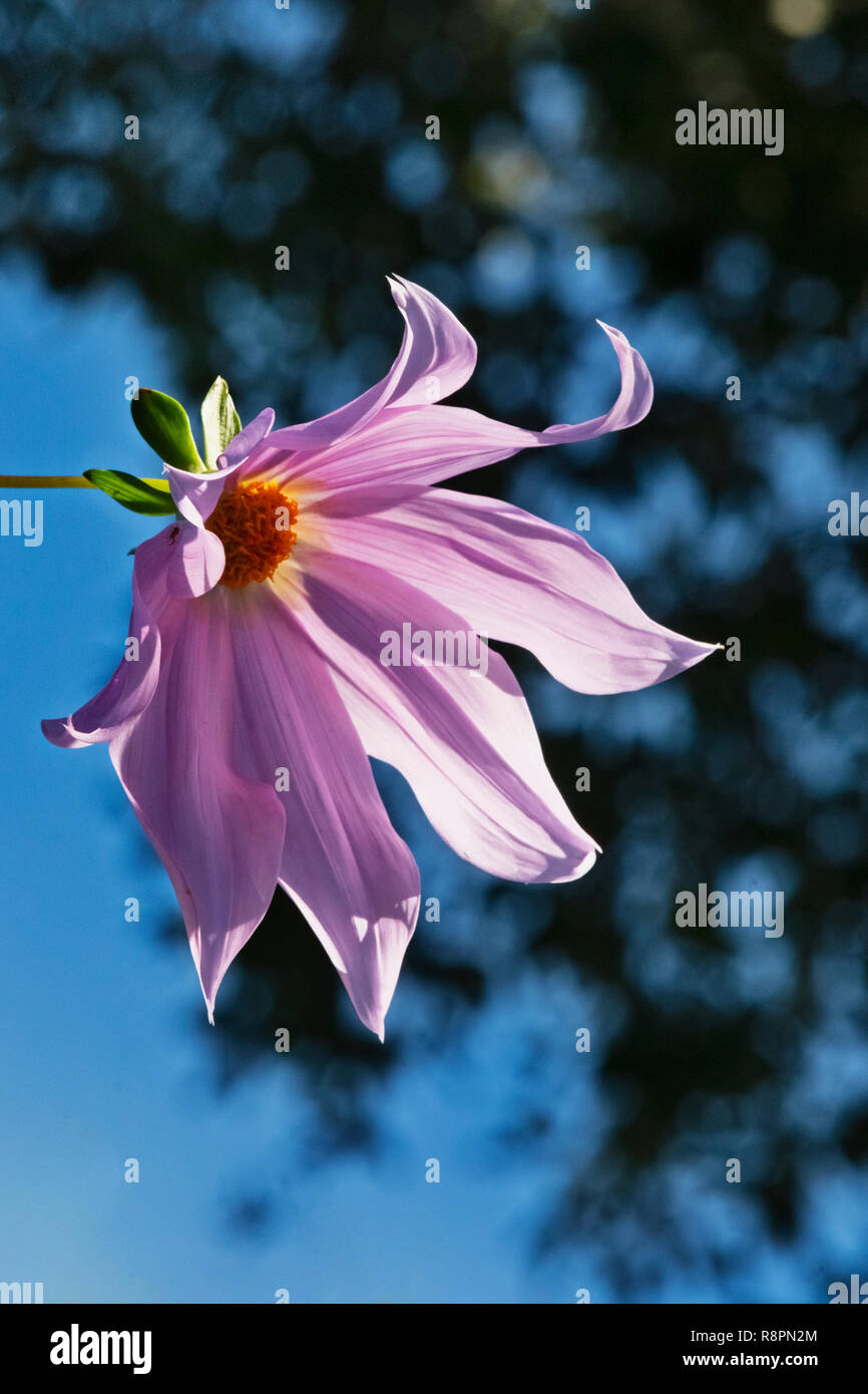 Blüte Lavendel Blume von Bell tree Dahlie - Dahlia imperialis-, Blau- und dunklen Himmel, Stockfoto