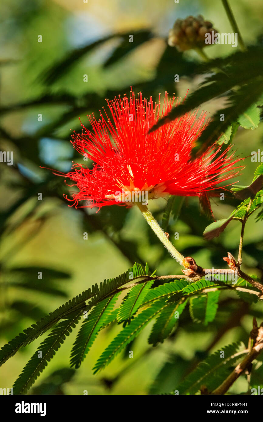 Fantastische rote Quaste Blume auch genannt calliandra tweedii oder mexikanischen Flamme Bush, die blühenden Blume ist wie ein puderquasten, der Hintergrund ist Stockfoto
