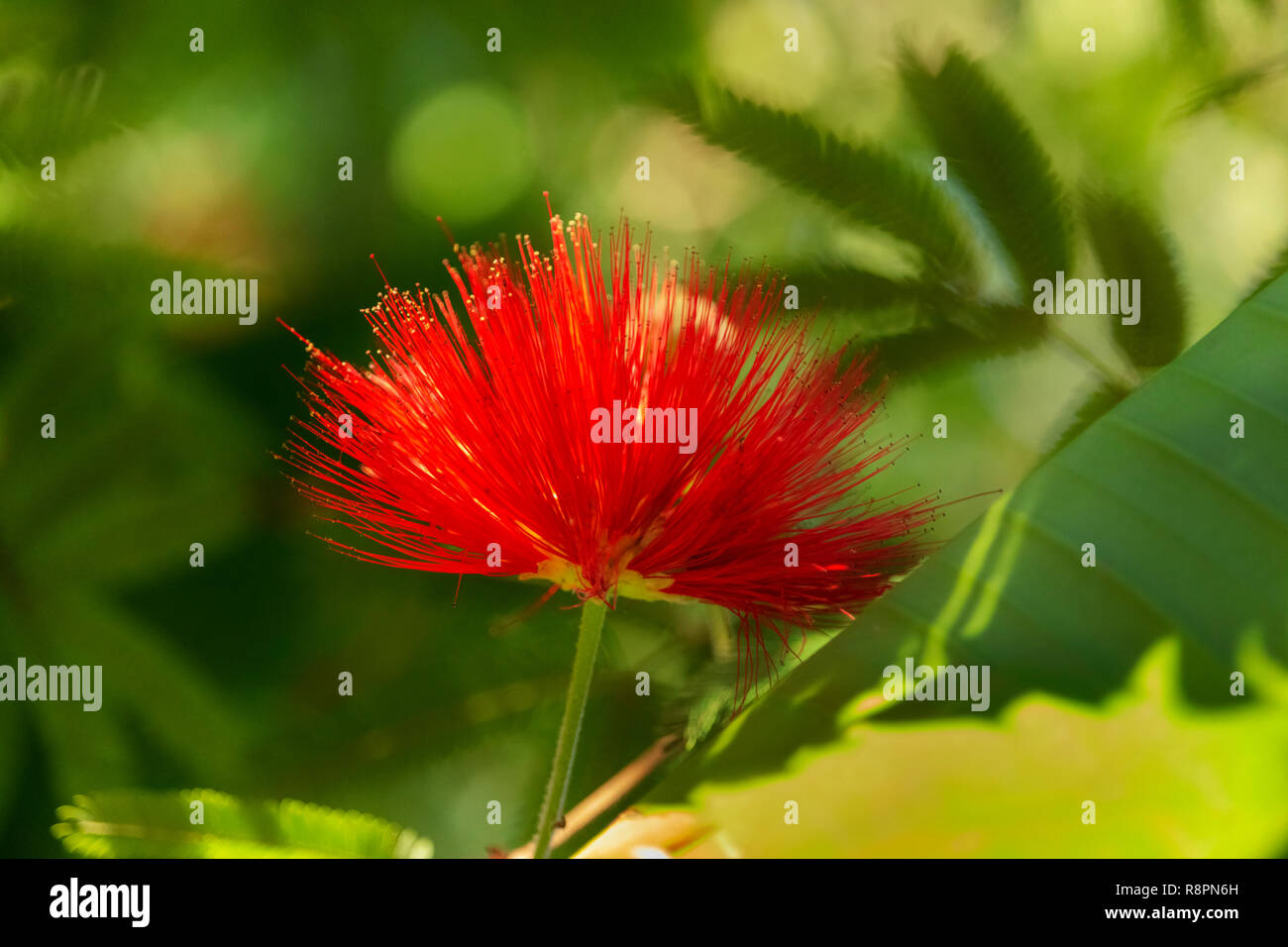 Fantastische rote Quaste Blume auch genannt calliandra tweedii oder mexikanischen Flamme Bush, die blühenden Blume ist wie ein puderquasten, der Hintergrund ist Stockfoto
