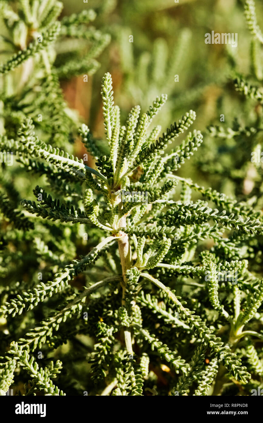 Schönen heiligen Flachs - santorina Rosmarinifolia-compact immergrüner Strauch, schmale aromatische grüne Blätter an einem sonnigen Tag Stockfoto