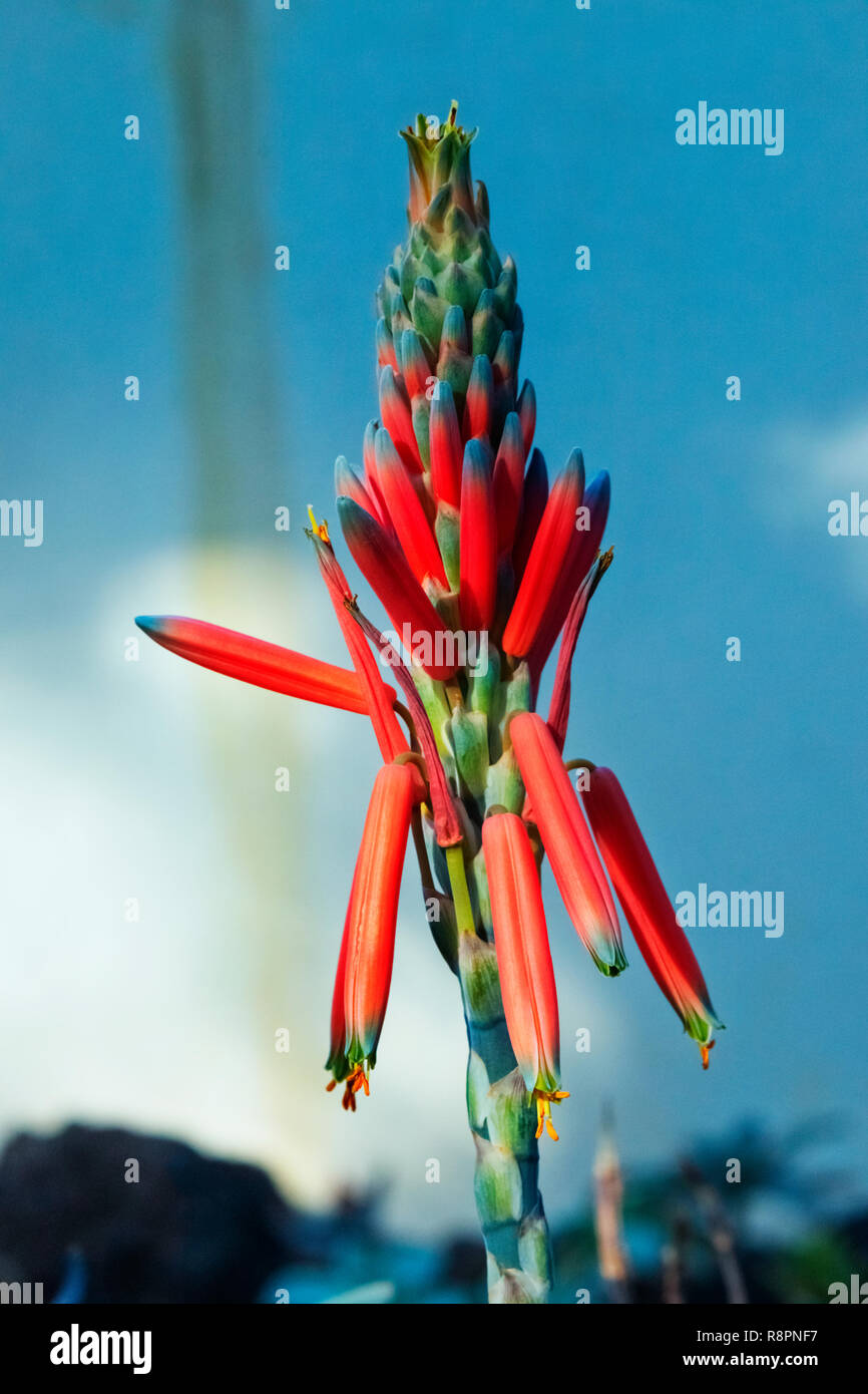 Helle Aloe albiflora Blumen, rot Blau und Gelb Farben, vertikalen Zusammensetzung Stockfoto