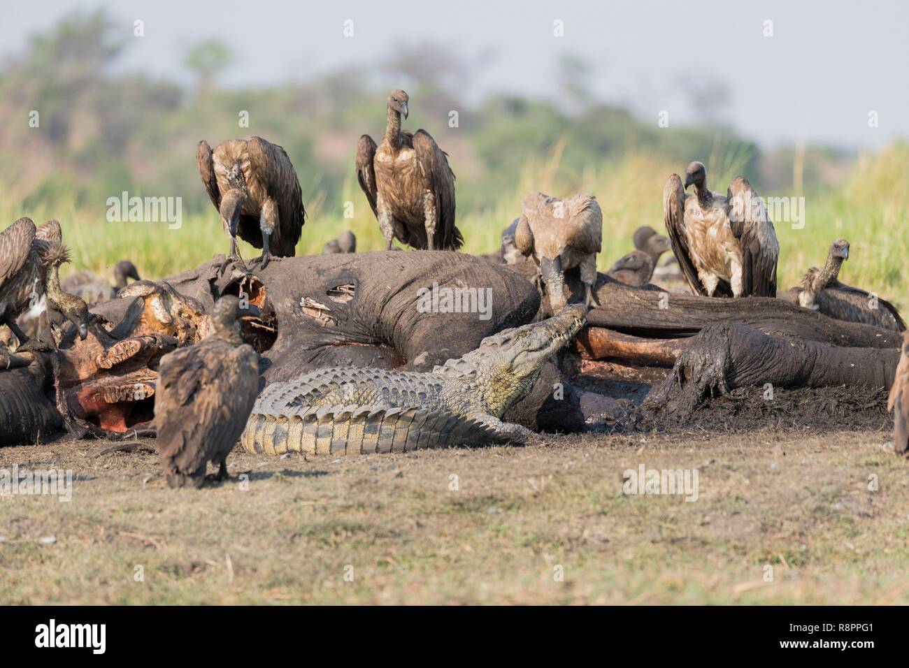 Botswana, Chobe Nationalpark Chobe River, Nilkrokodil (Crocodylus niloticus) kommt sowie zu essen Afrikanischen Geier (Tylose in Africanus) eine afrikanische Savanne Elefanten oder Savannah Elefant (Loxodonta africana), getötet, von Anthrax getötet wurden, Stockfoto