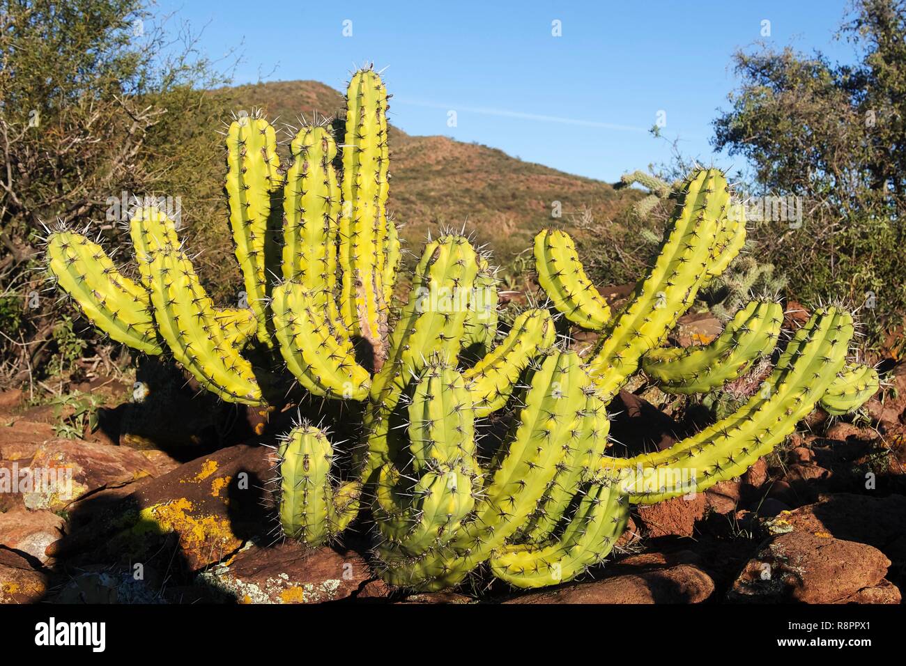 Mexiko, Baja California Sur, Sierra San Francisco, halb Wüstenlandschaft, Kakteen Stockfoto