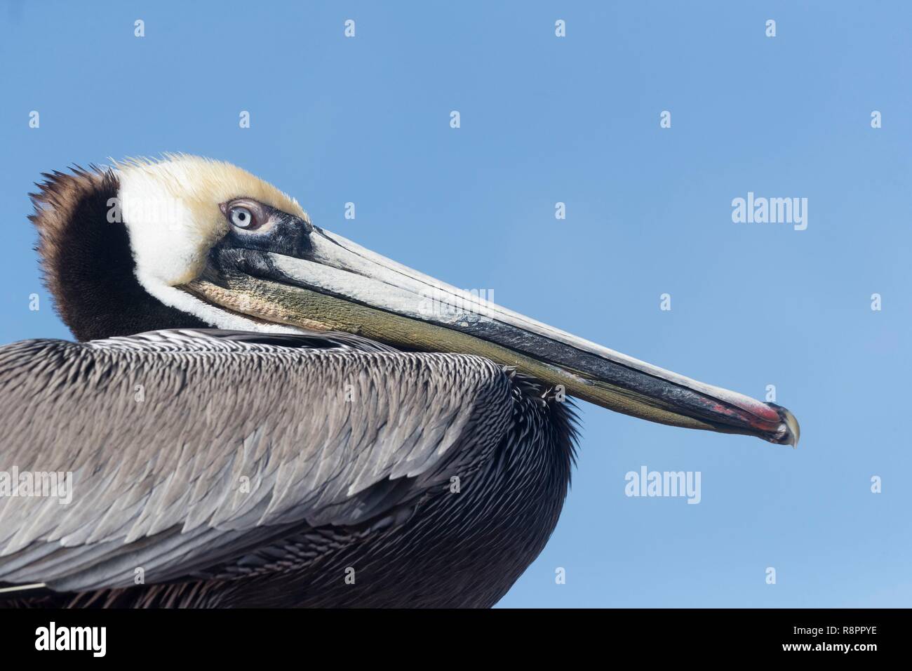 Mexiko, Baja California Sur, Golf von Kalifornien (auch bekannt als die See von Cortez oder das Meer von Cortés, Loreto Loreto Bay National Marine Park, Braunpelikan (Pelecanus occidentalis) Stockfoto